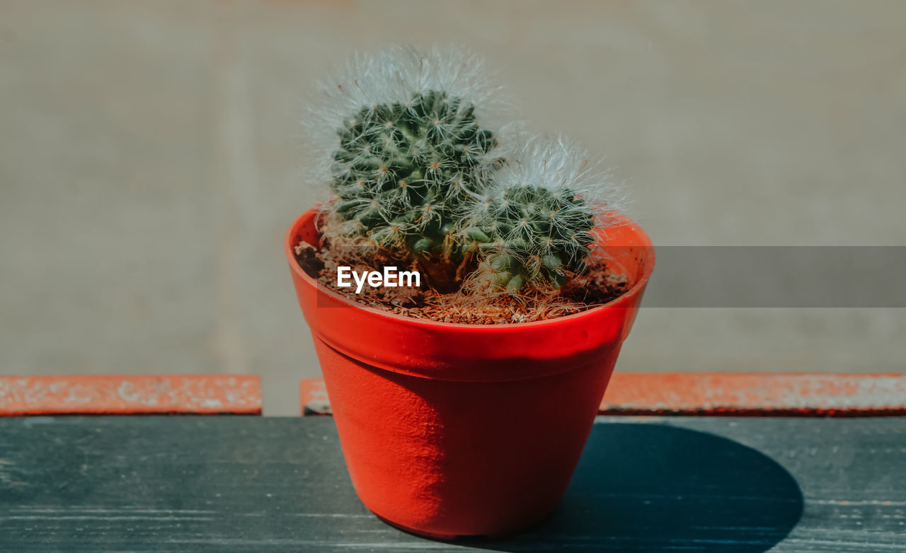 Green cactus in orange pot