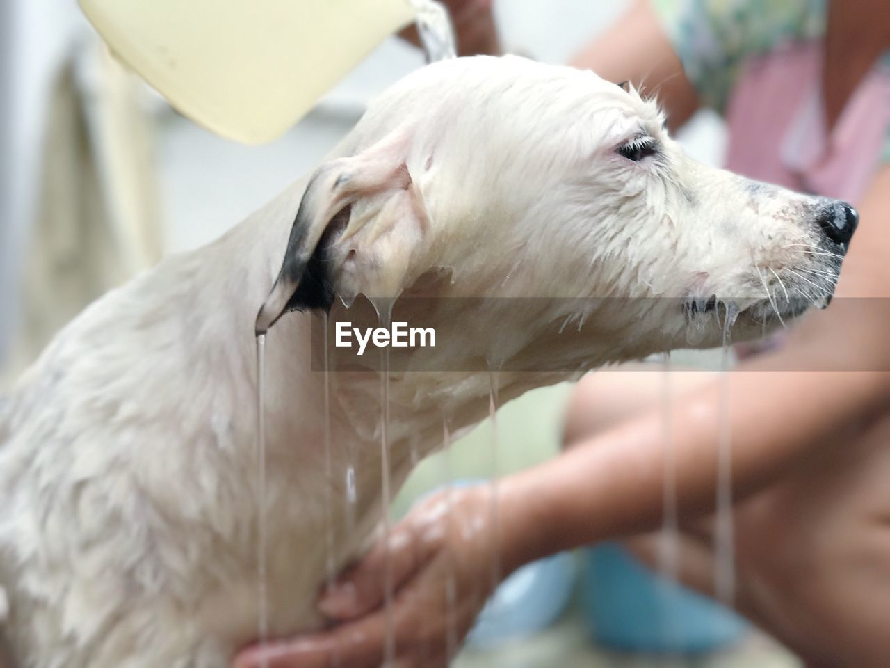 CLOSE-UP OF PERSON HAND HOLDING DOG