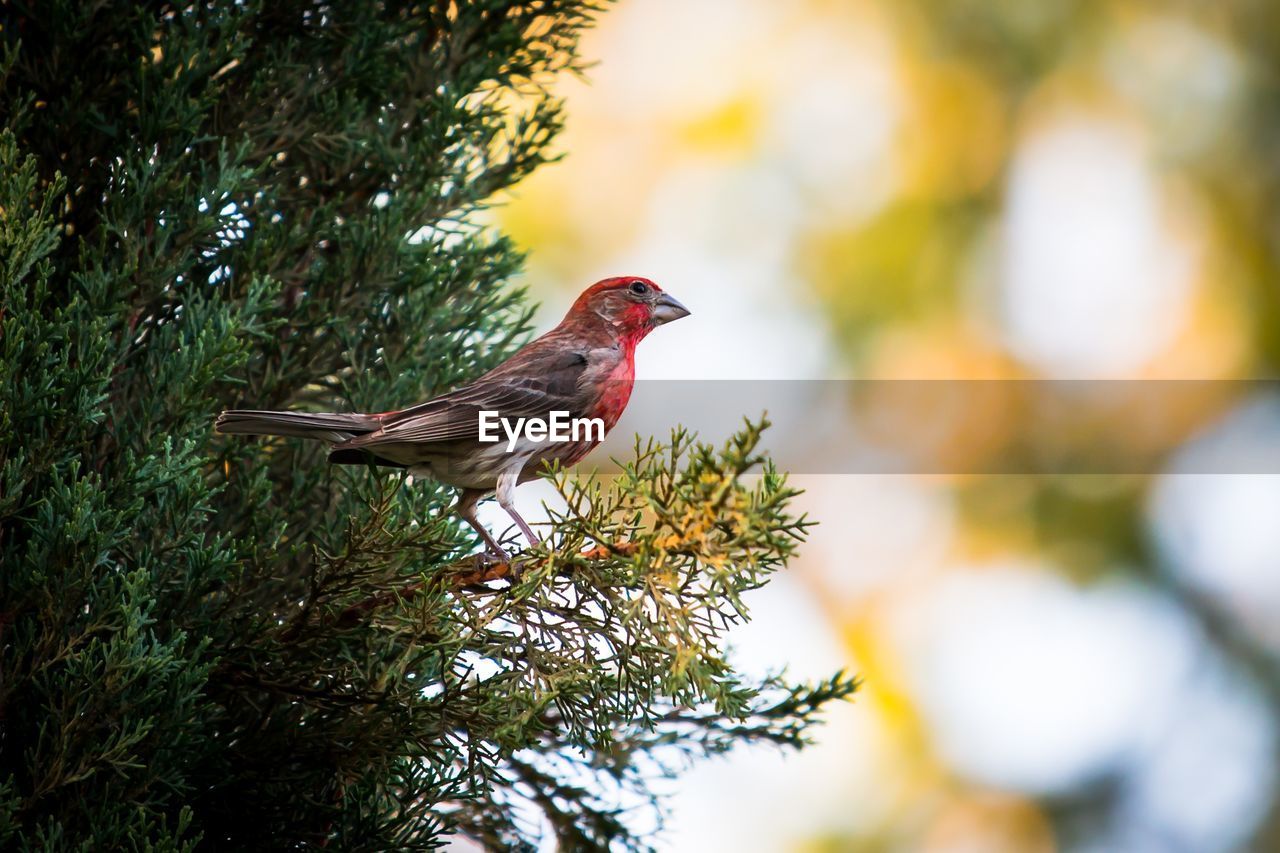 Close-up of bird perching on tree