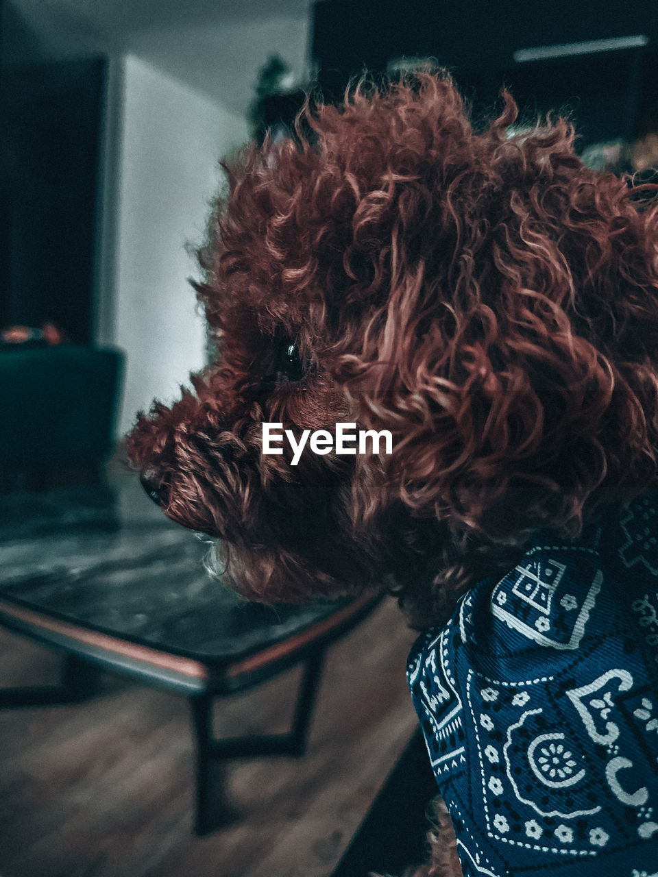 dog, pet, mammal, animal, animal themes, black, domestic animals, one animal, canine, indoors, blue, brown, one person, focus on foreground, hairstyle, red