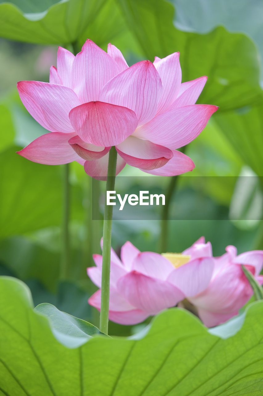 Close-up of pink water lily