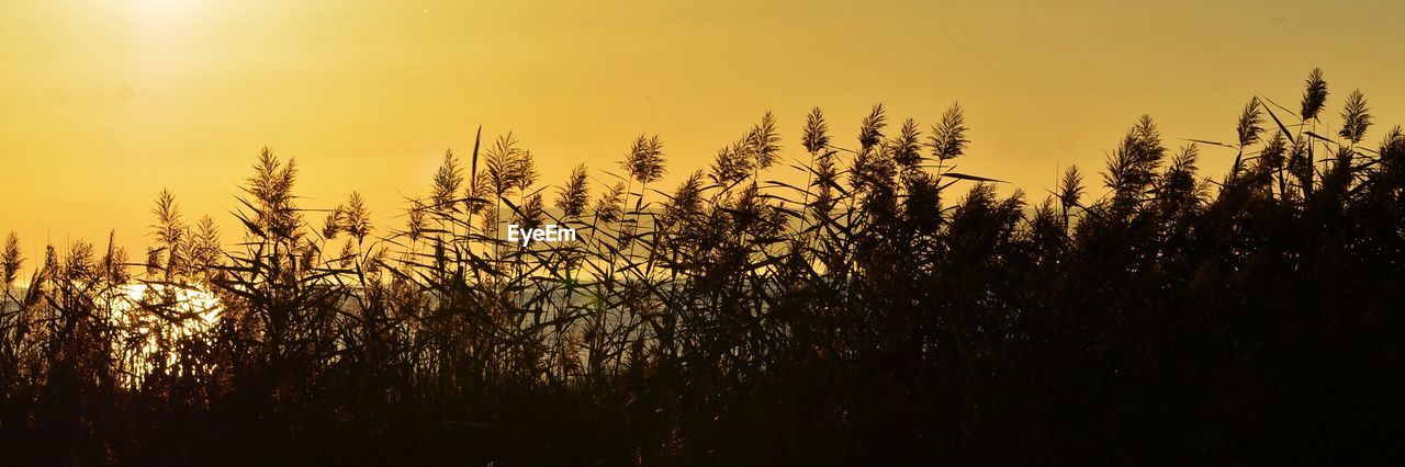 SILHOUETTE PLANTS GROWING ON LAND AGAINST SKY DURING SUNSET