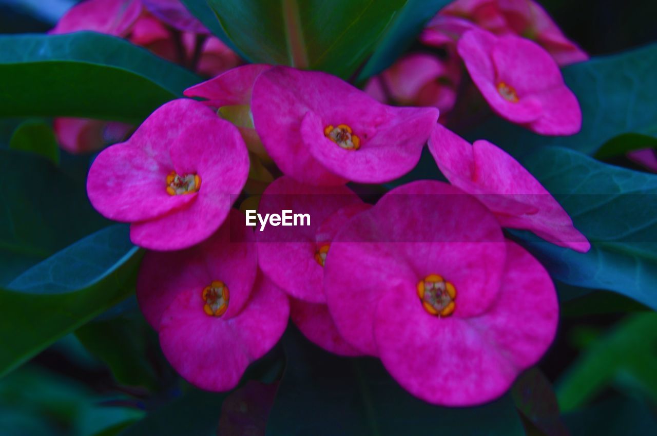 CLOSE-UP OF FRESH PINK HYDRANGEA FLOWERS