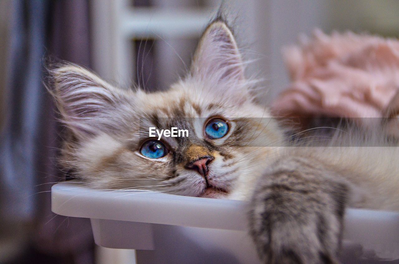 Siberian cat kitten 