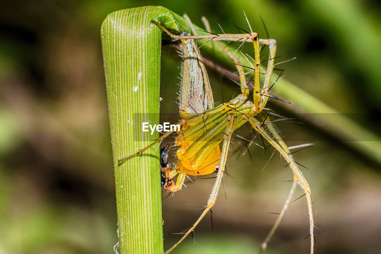 CLOSE-UP OF GRASSHOPPER