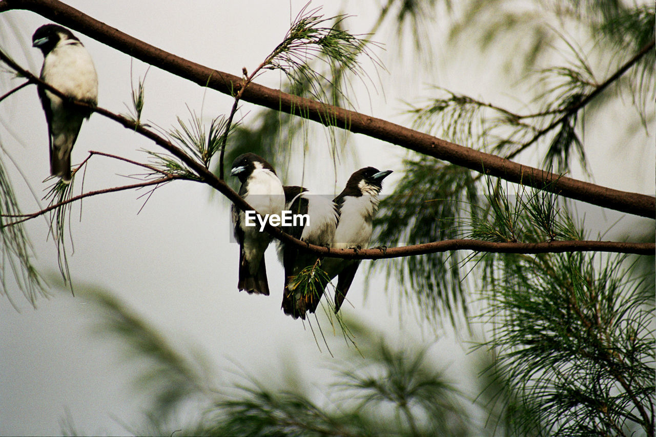 LOW ANGLE VIEW OF BIRDS PERCHING ON BRANCH