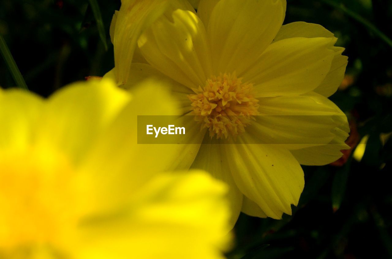 CLOSE-UP OF YELLOW FLOWER BLOOMING