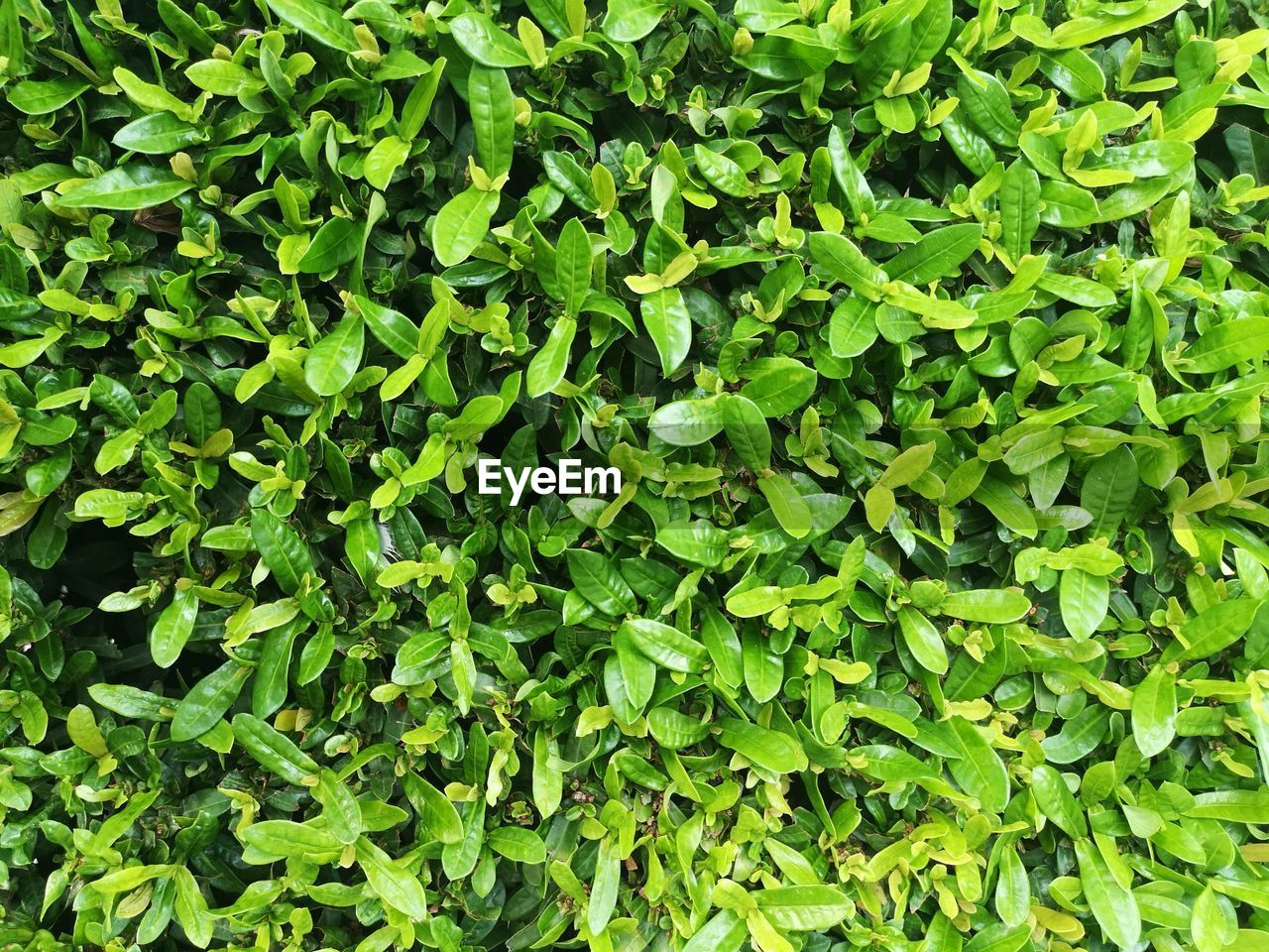 FULL FRAME SHOT OF FRESH GREEN PLANTS