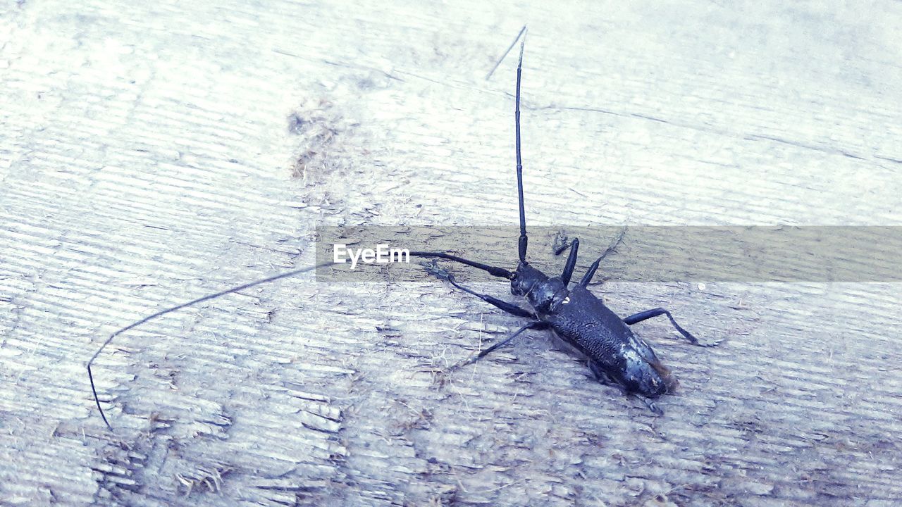 CLOSE-UP OF INSECT ON WOOD