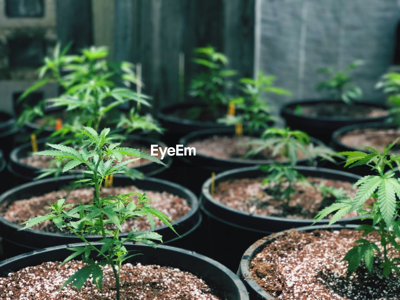 Close-up of potted plants