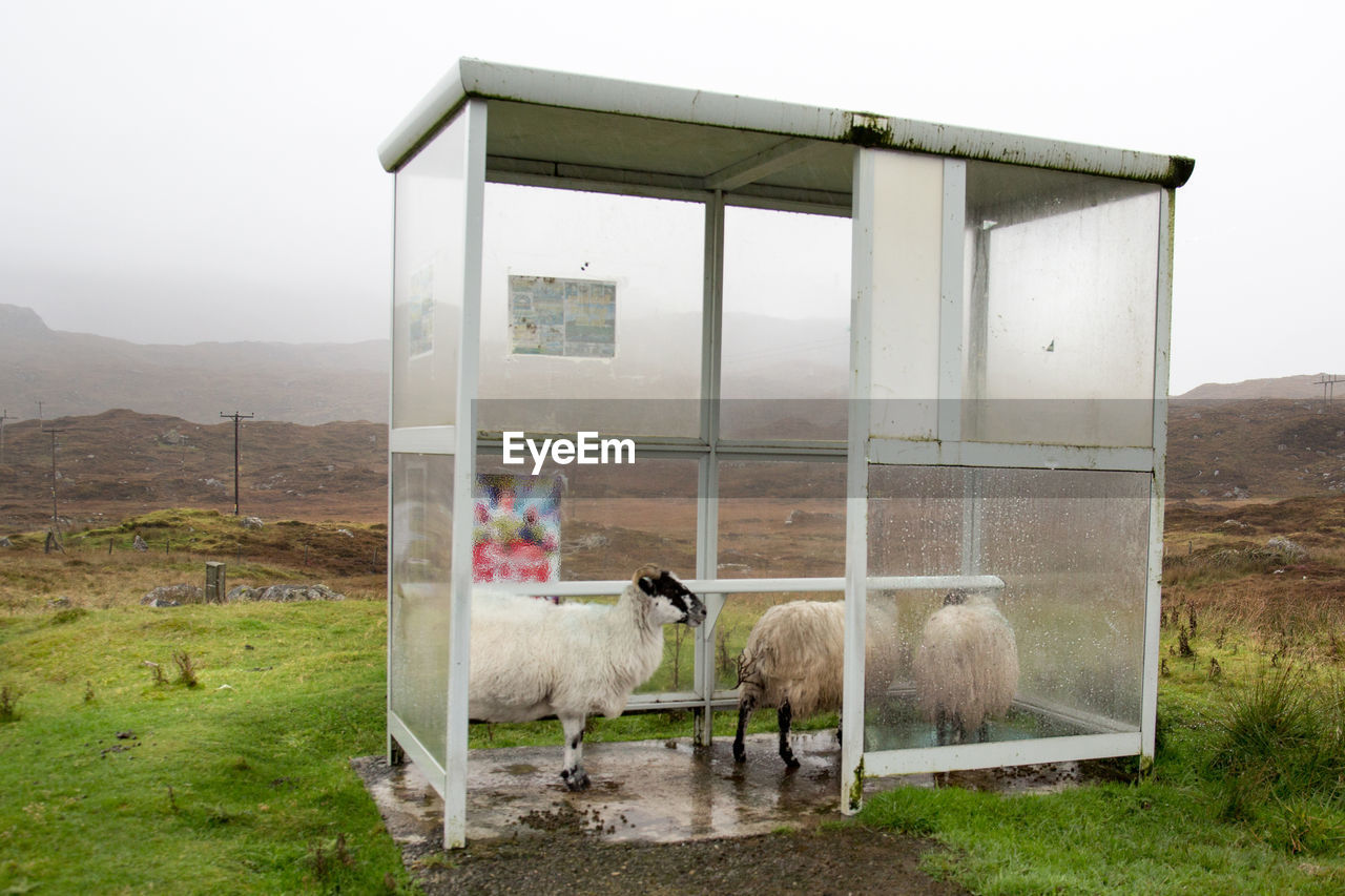 Sheep taking shelter at bus stop