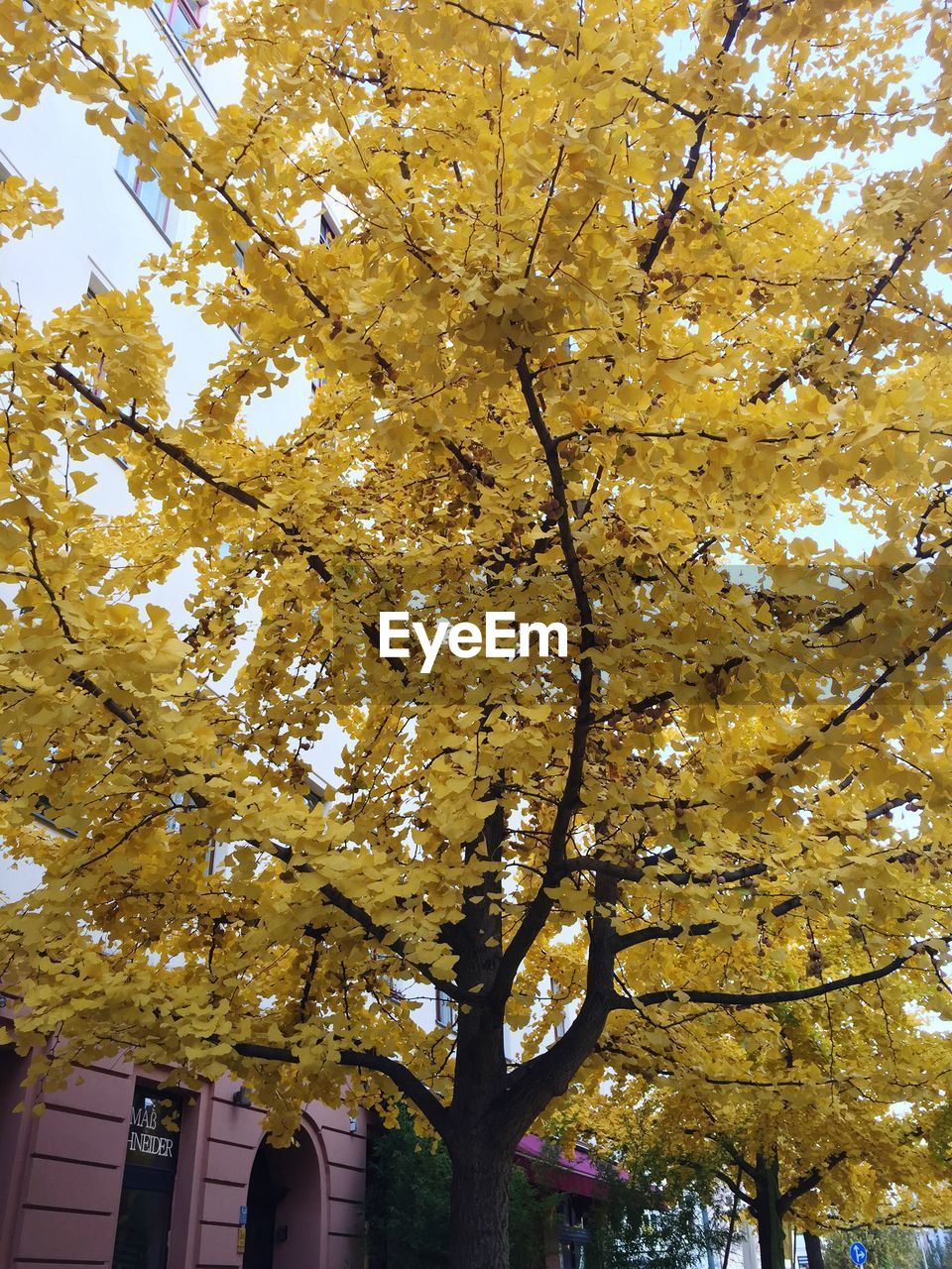 LOW ANGLE VIEW OF YELLOW FLOWERS ON TREE