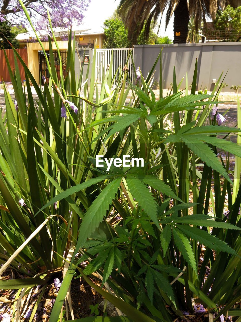 CLOSE-UP OF GRASS ON FIELD