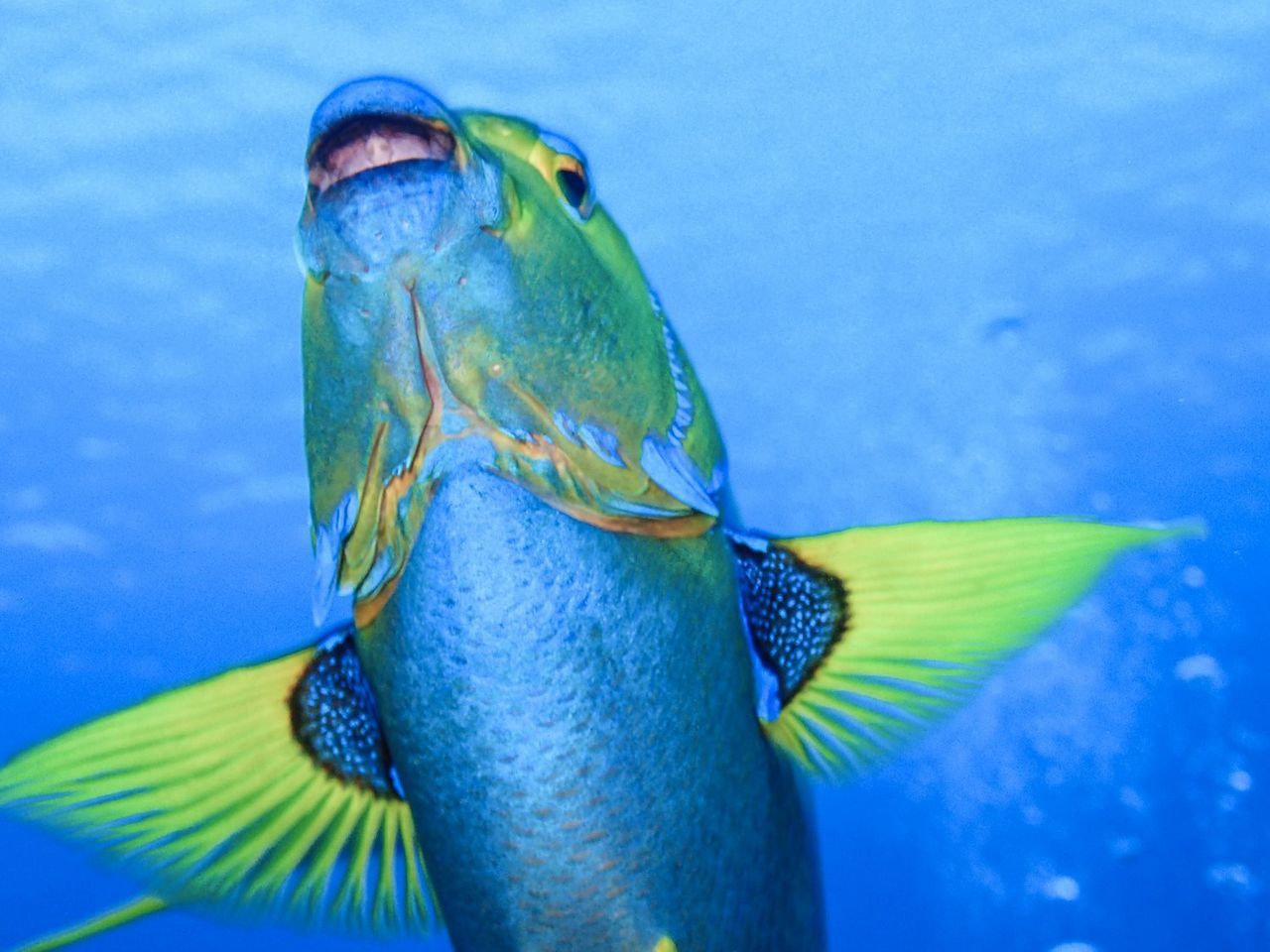 Close up view of blue fish underwater