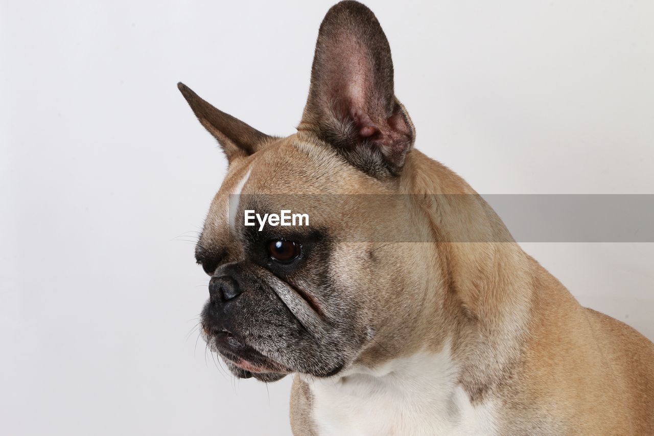 Close-up of dog against white background