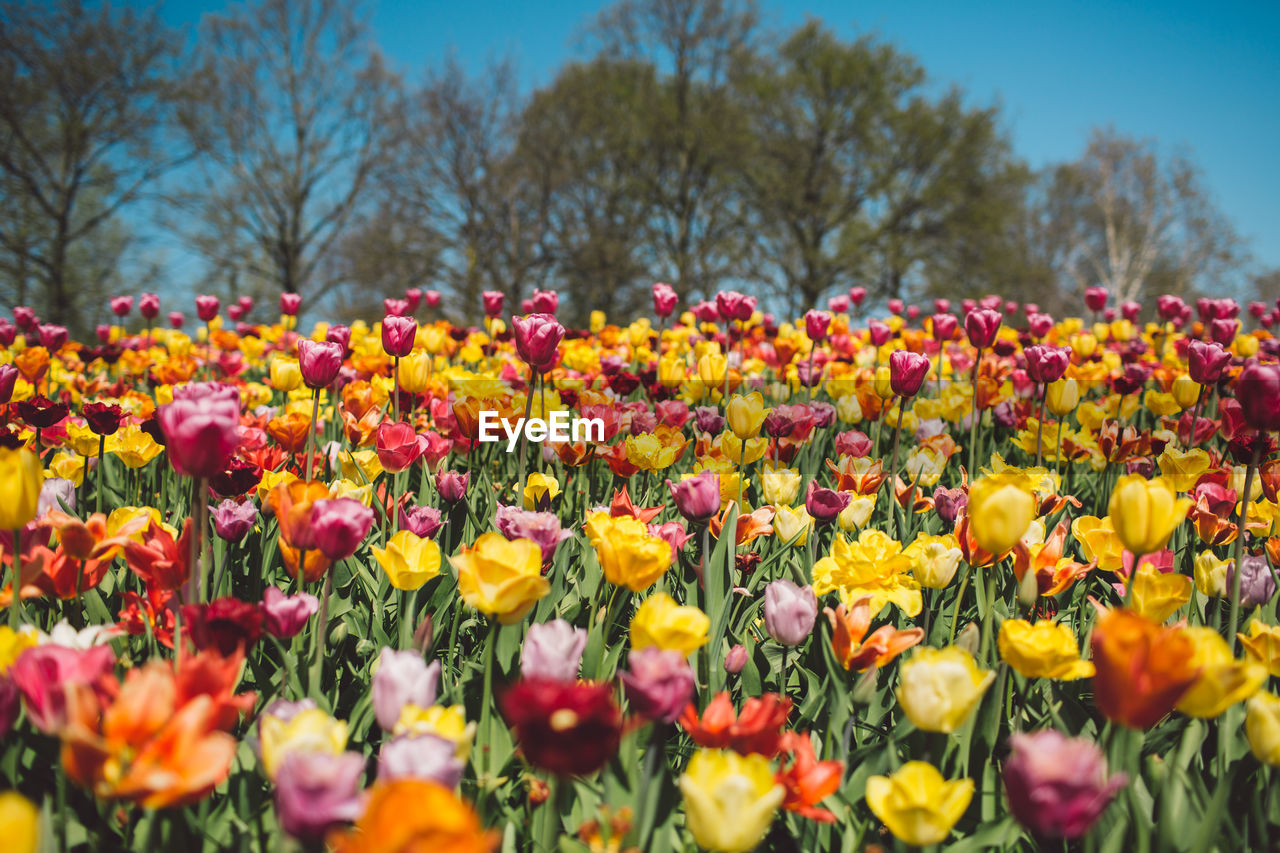 Colorful tulips in field