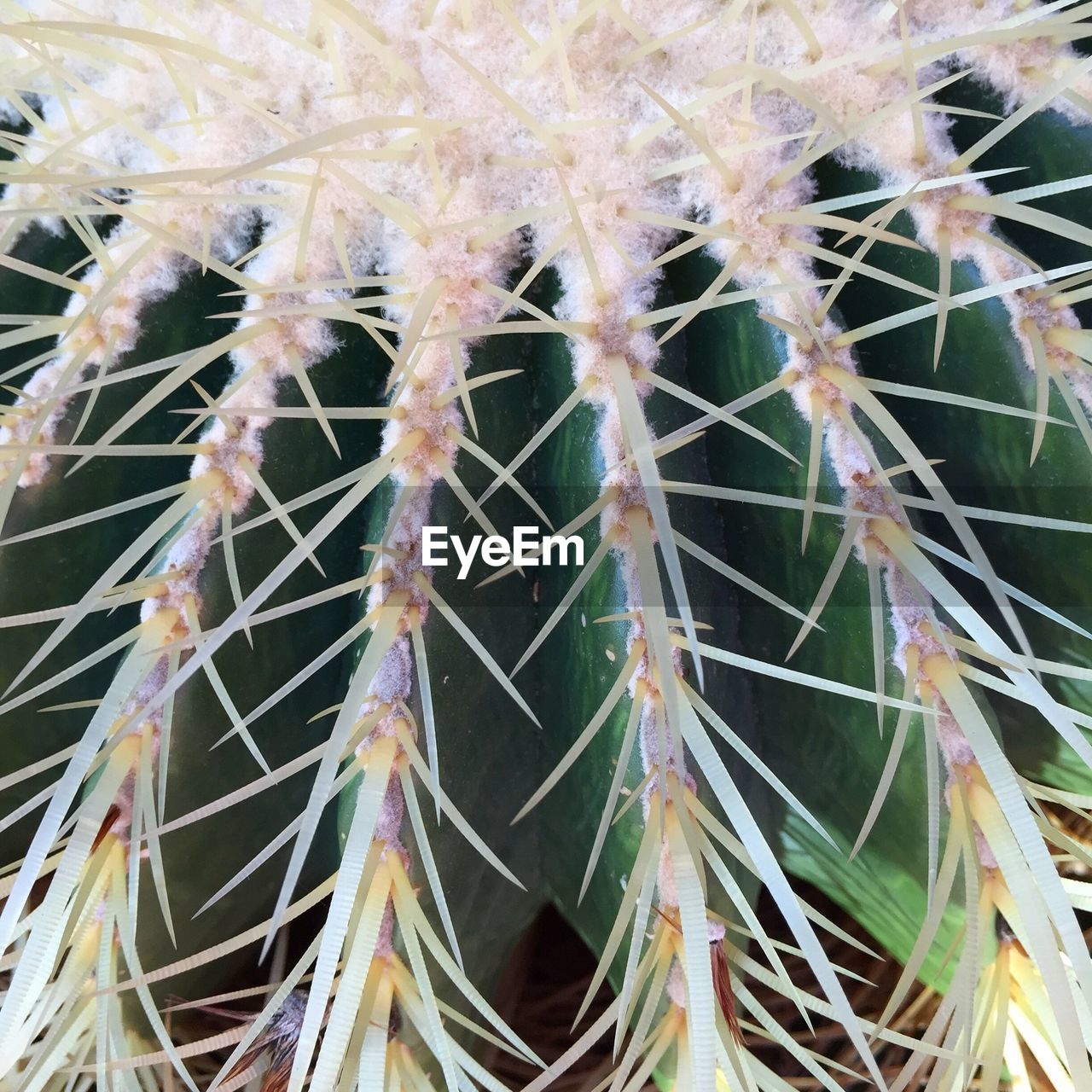 CLOSE-UP OF CACTUS ON PLANTS