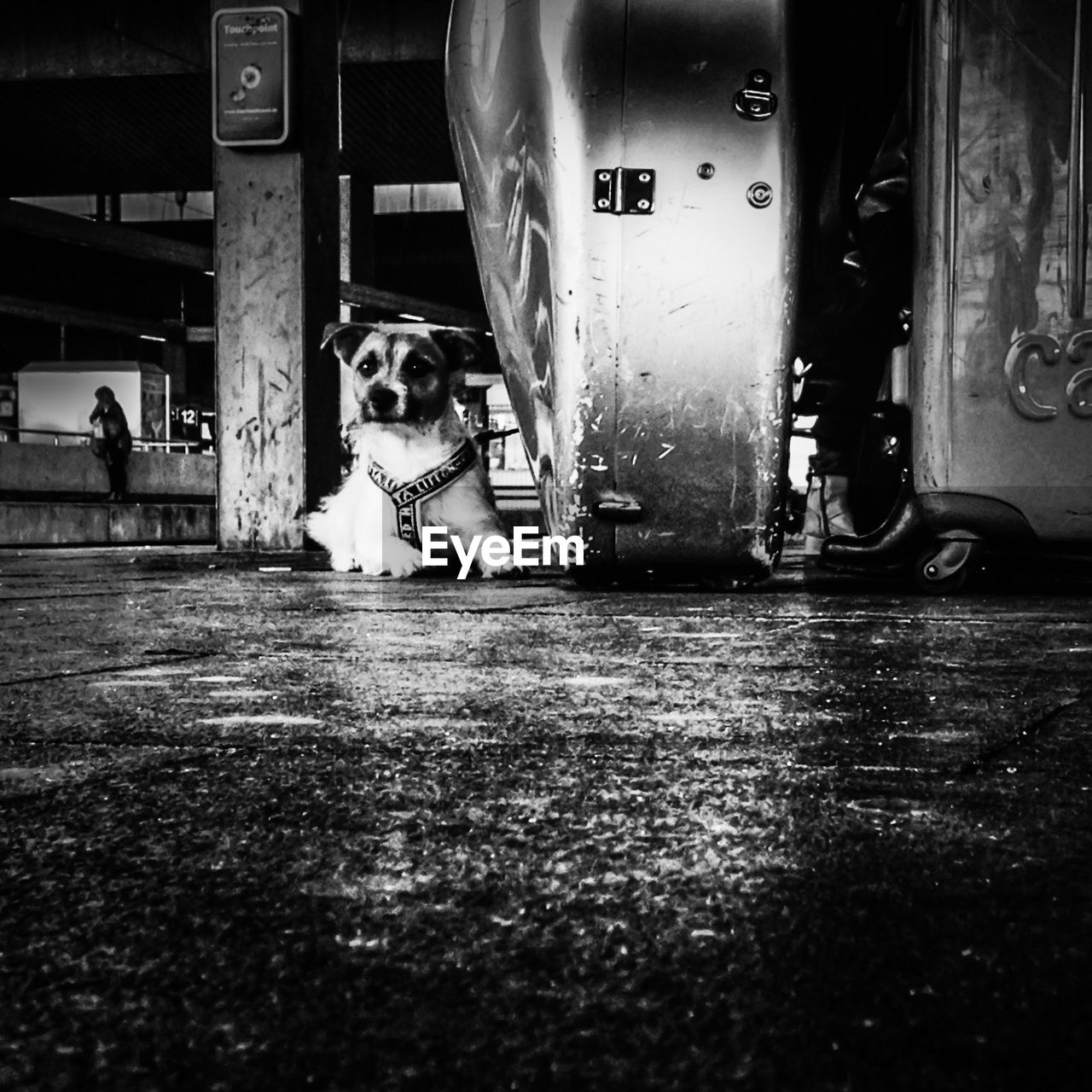 Dog relaxing on railroad station