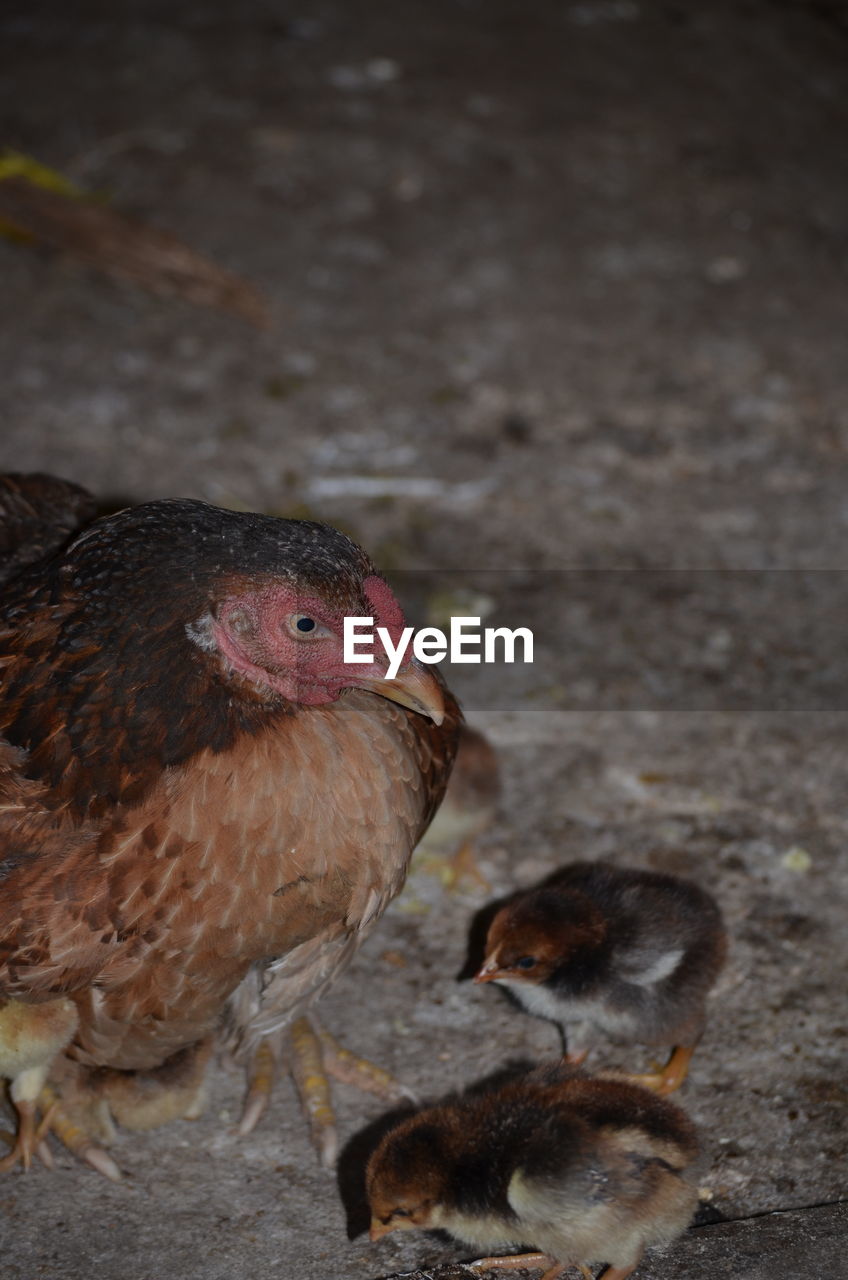 HIGH ANGLE VIEW OF A DUCK