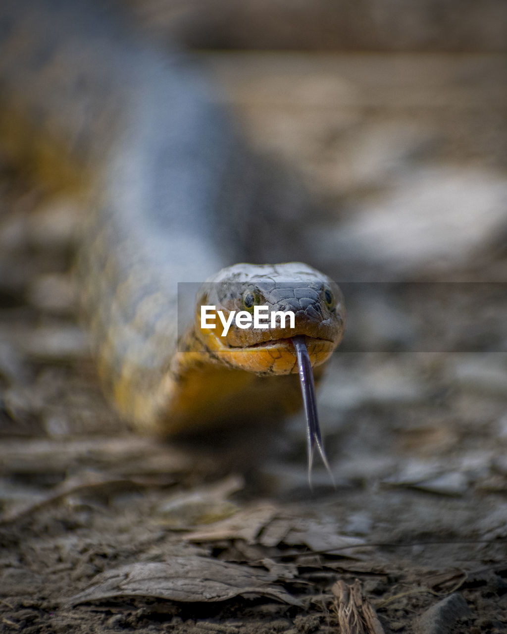 Close-up portrait of a snake