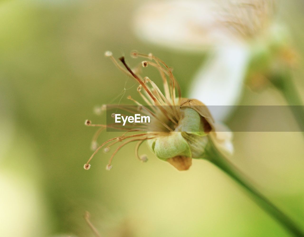 CLOSE-UP OF FLOWER BUDS