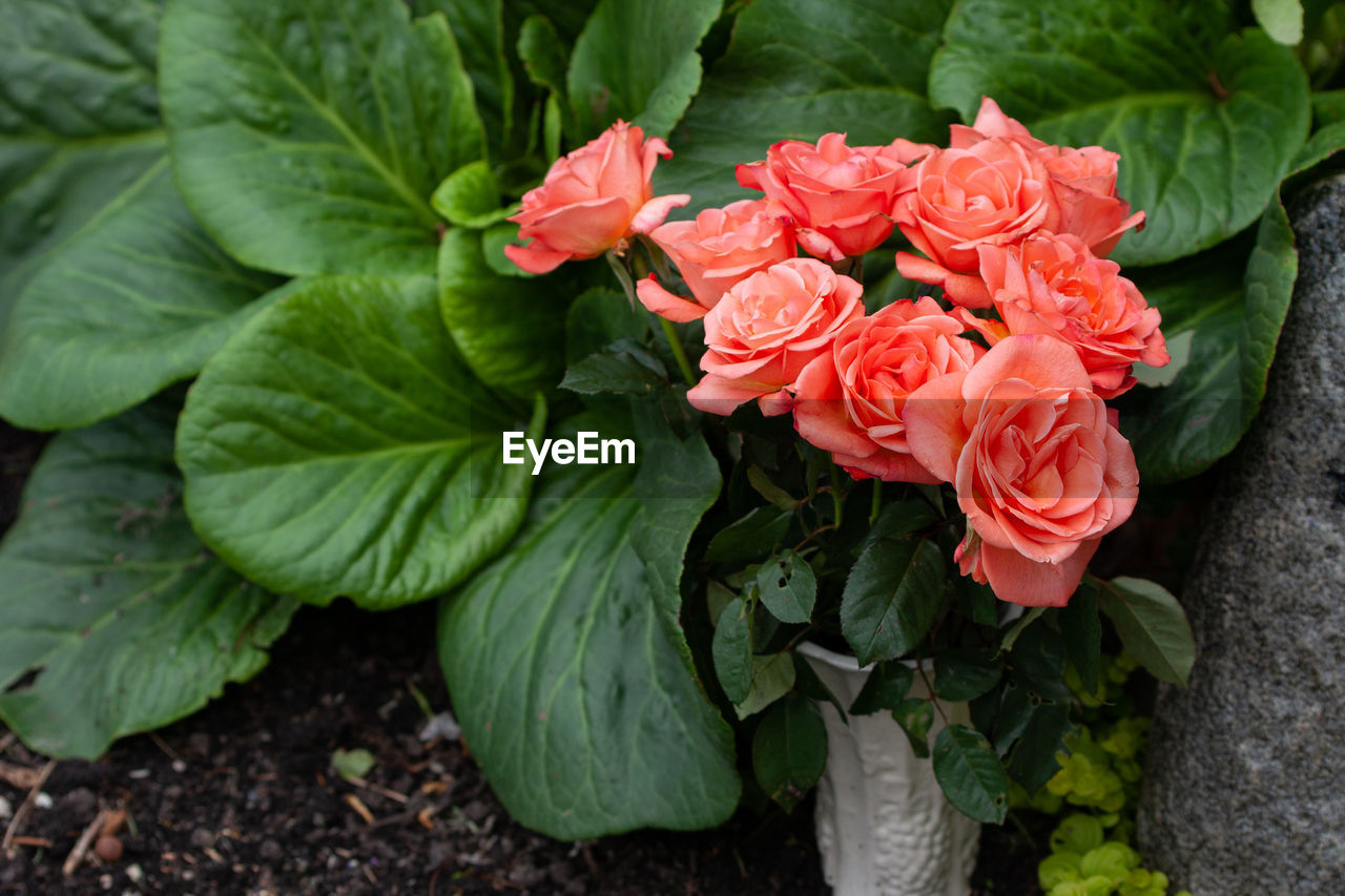 HIGH ANGLE VIEW OF ROSE PLANT