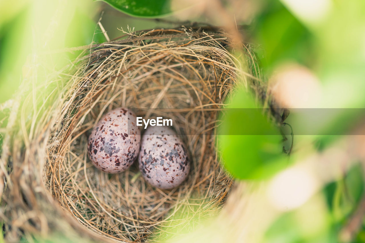 High angle view of eggs in bird nest