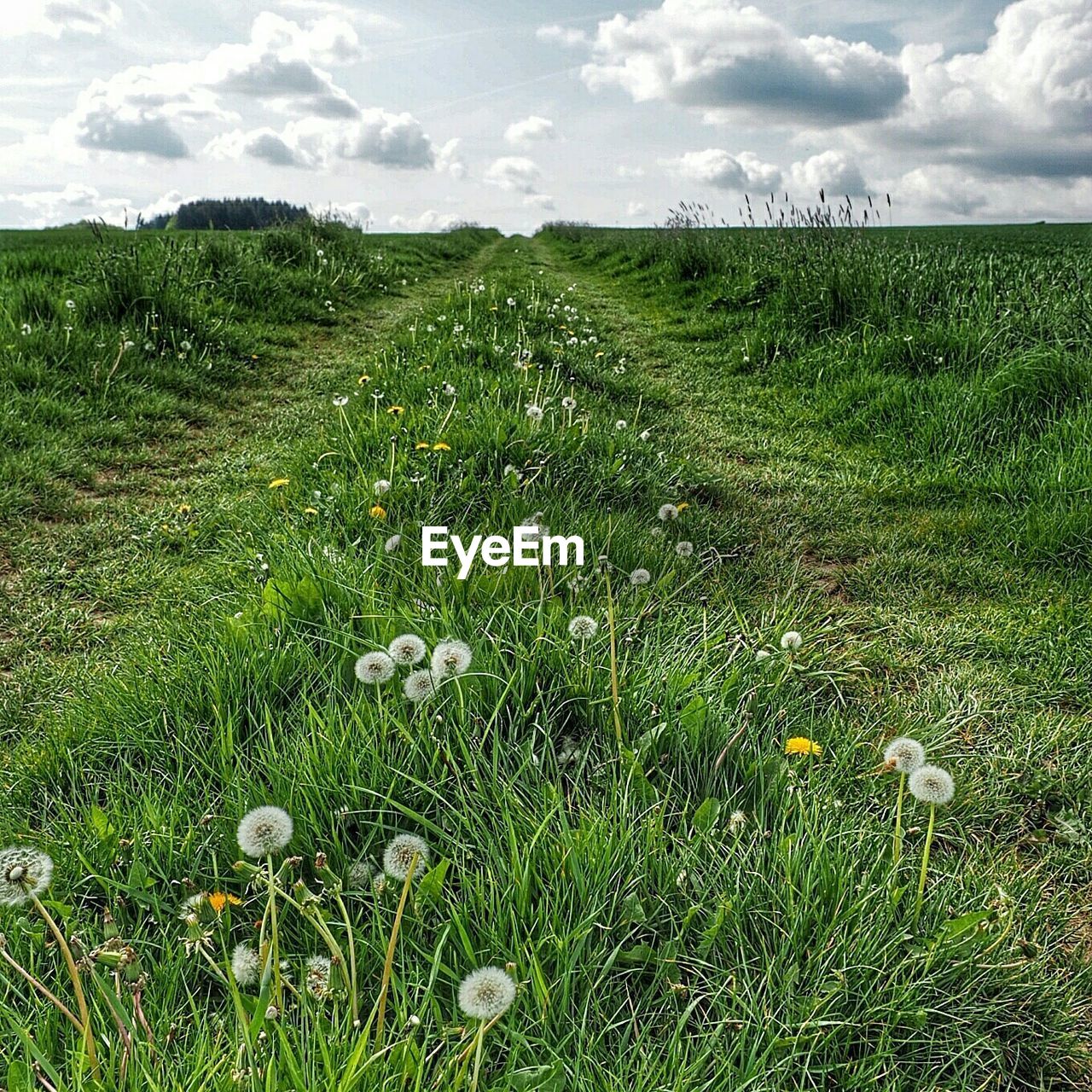 Scenic view of grassy field against sky