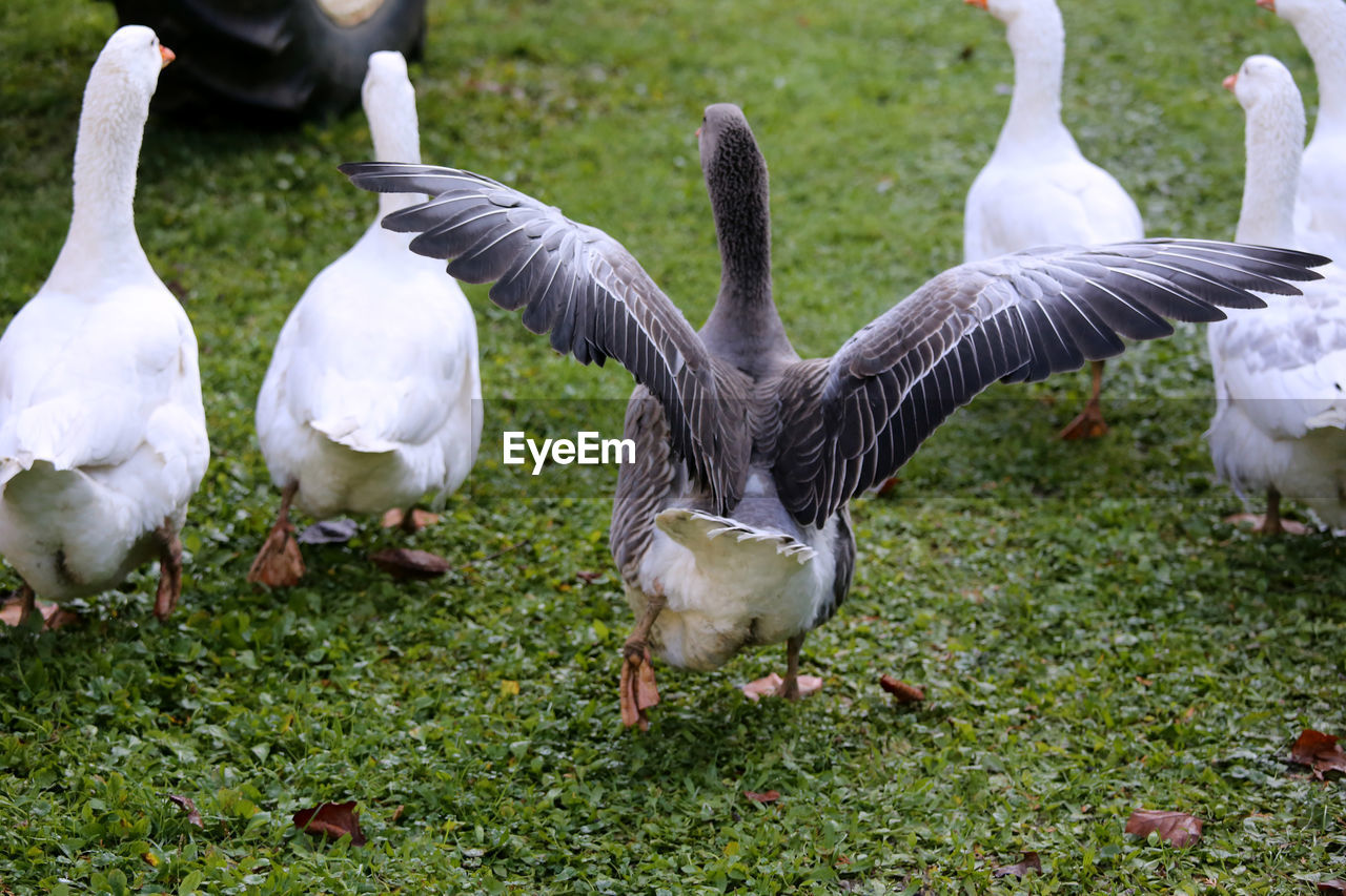 Group of birds on grassy field