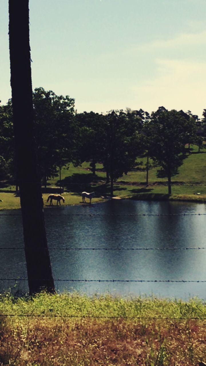 REFLECTION OF TREES ON WATER