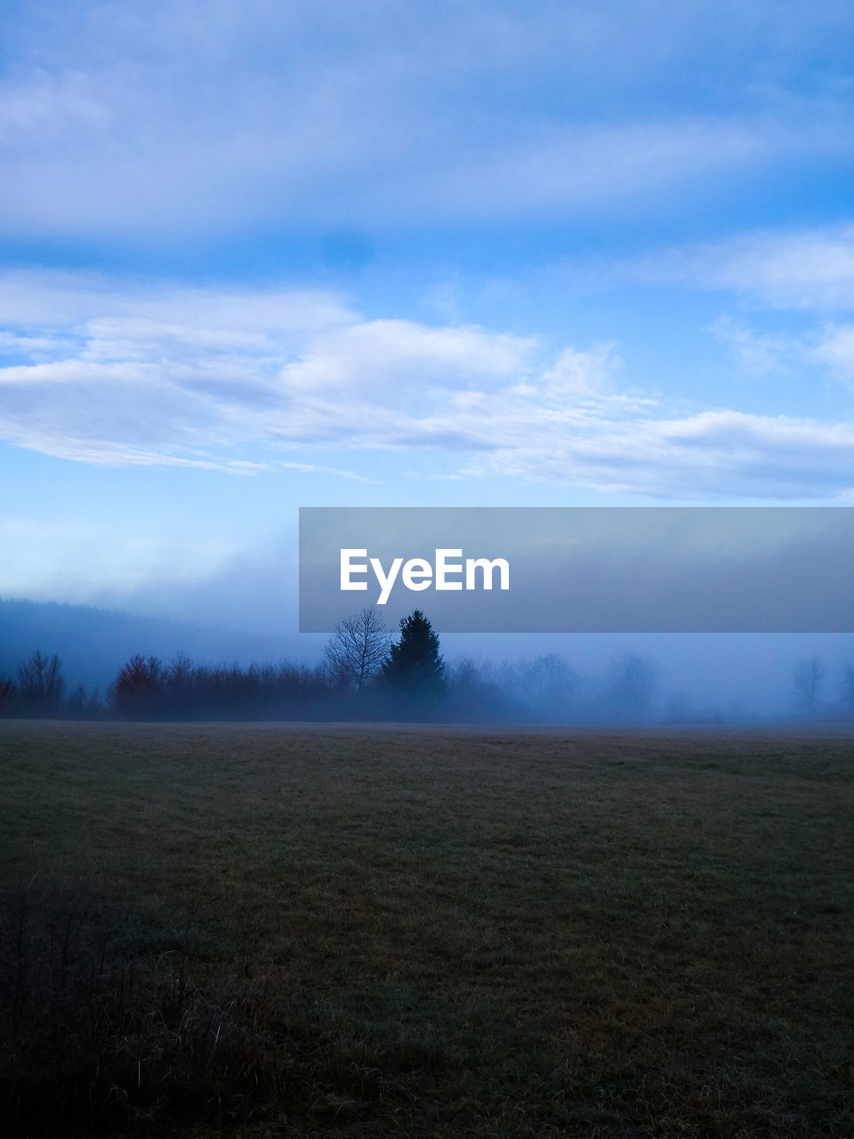 Trees growing on field during foggy weather