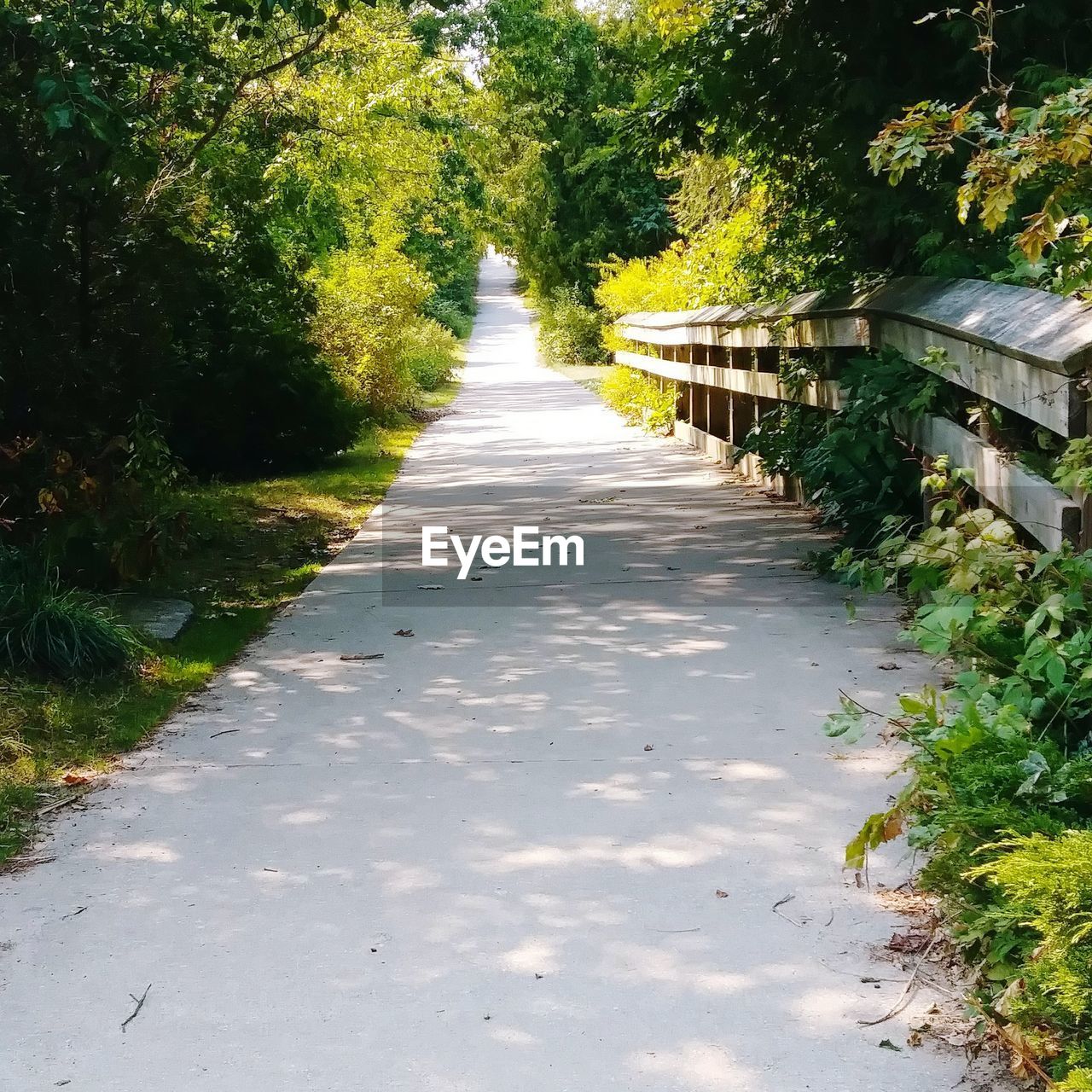 WALKWAY AMIDST PLANTS