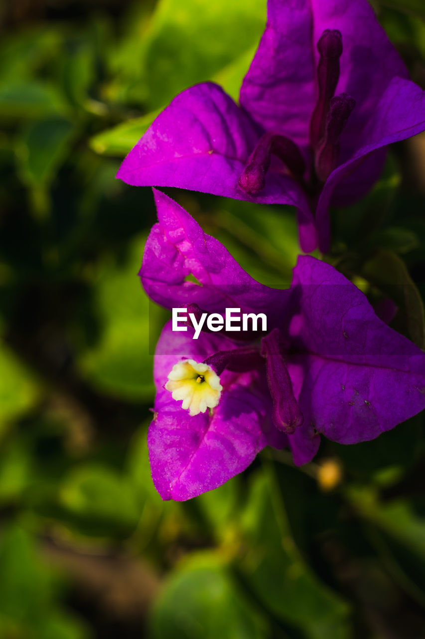 CLOSE-UP OF PURPLE ROSE FLOWER