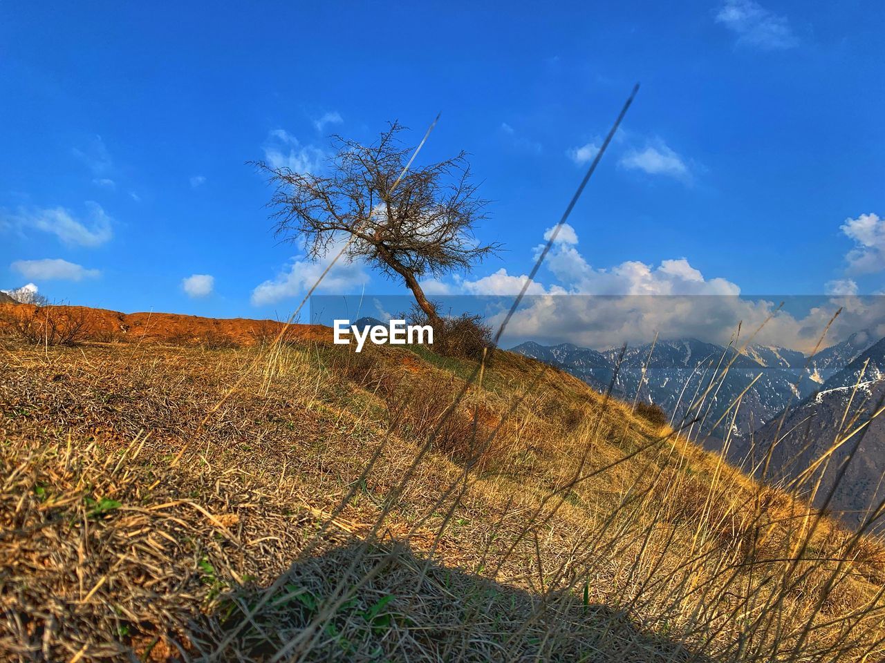 Plants on field against sky