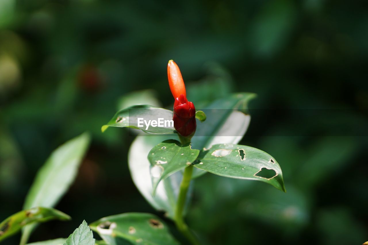 CLOSE-UP OF RED FLOWER PLANT