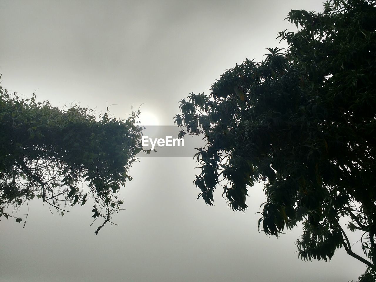 LOW ANGLE VIEW OF TREES AGAINST SKY