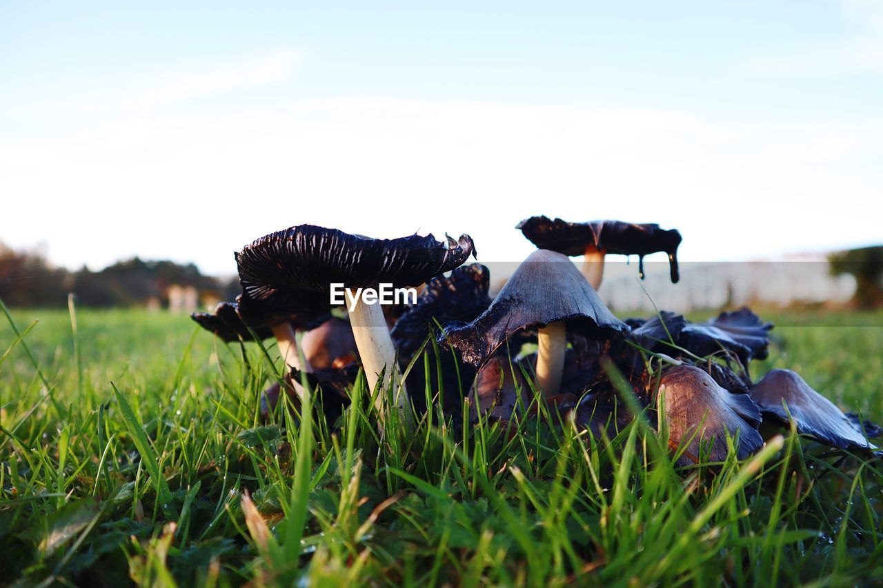 CLOSE-UP OF MUSHROOM GROWING ON FIELD