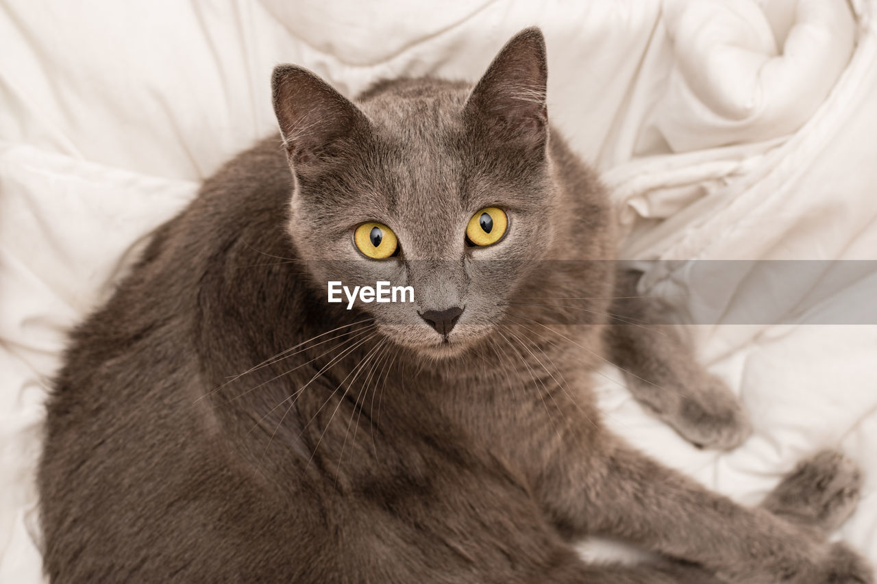 Close-up portrait of a cat