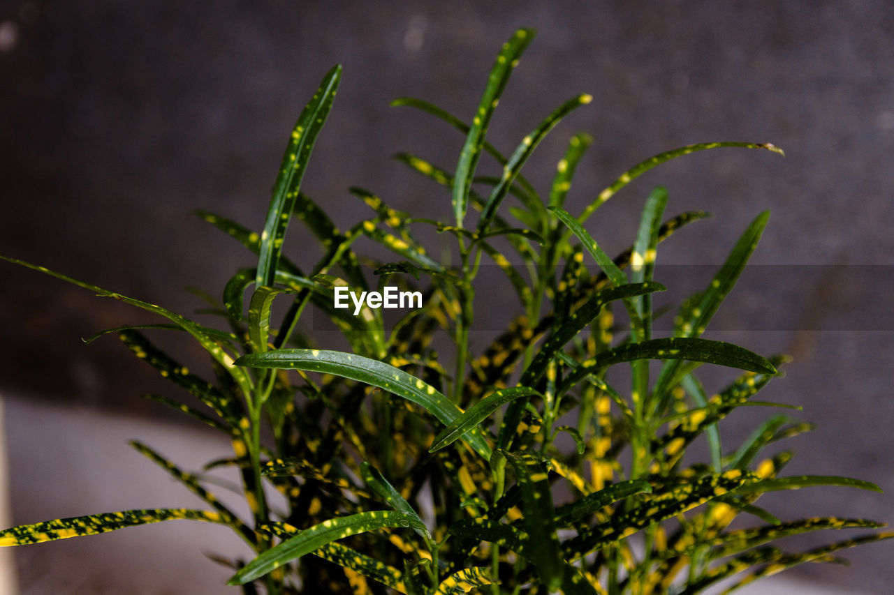 Close-up of fresh green plant