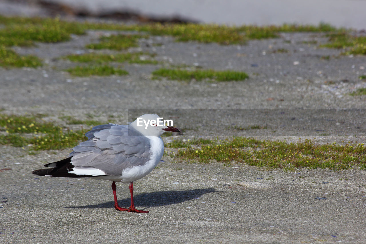 Hartlaub's gull seagull in coastal wind larus hartlaubii