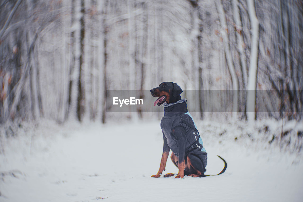 Black doberman on the snowy background christmas theme pets life 