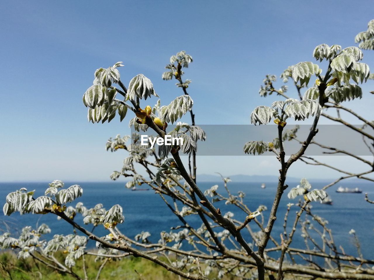 LOW ANGLE VIEW OF FLOWERING PLANT AGAINST CLEAR SKY