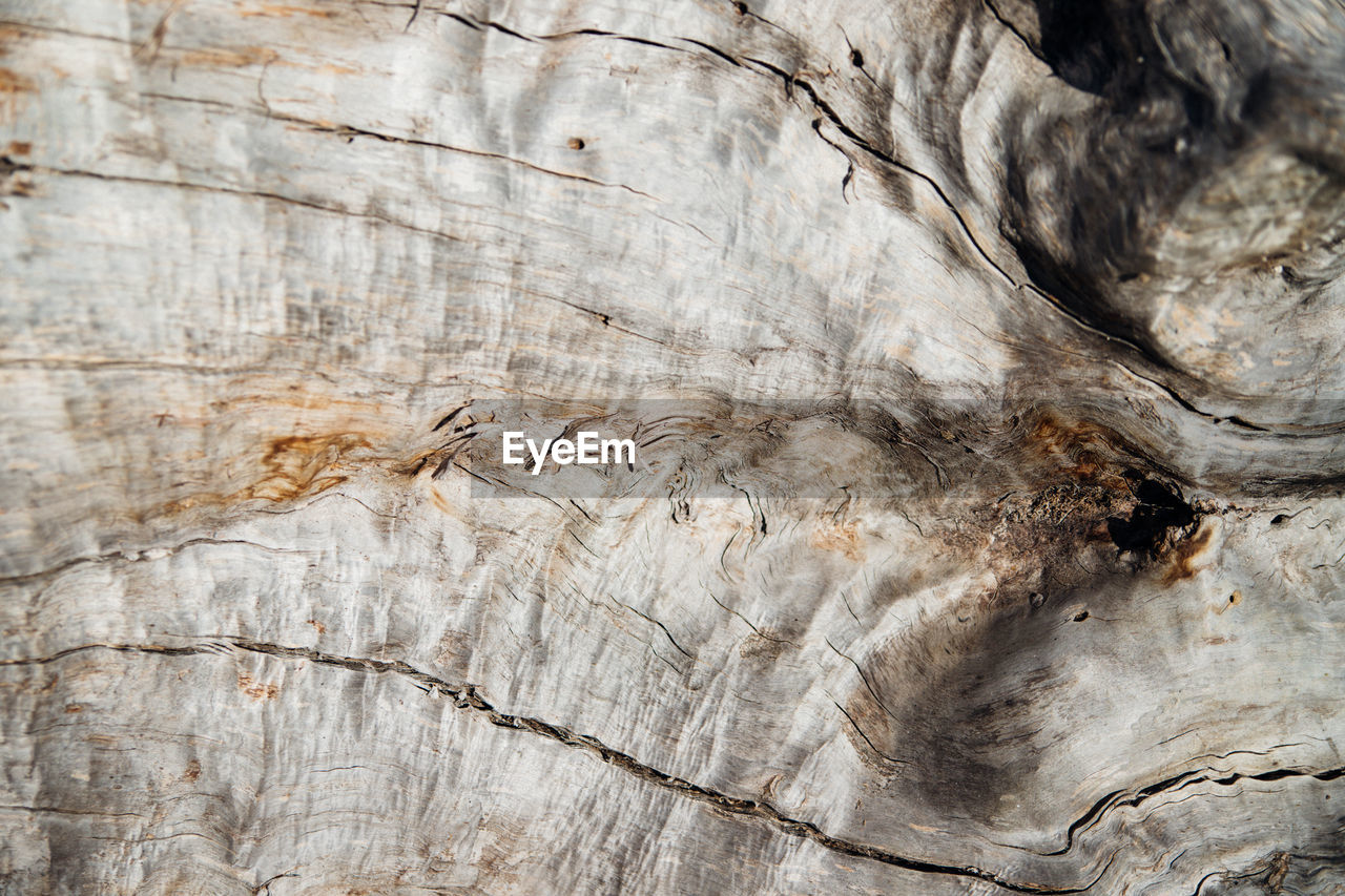 Close-up of tree bark. an old tree. the texture of an uneven and rough wood surface.