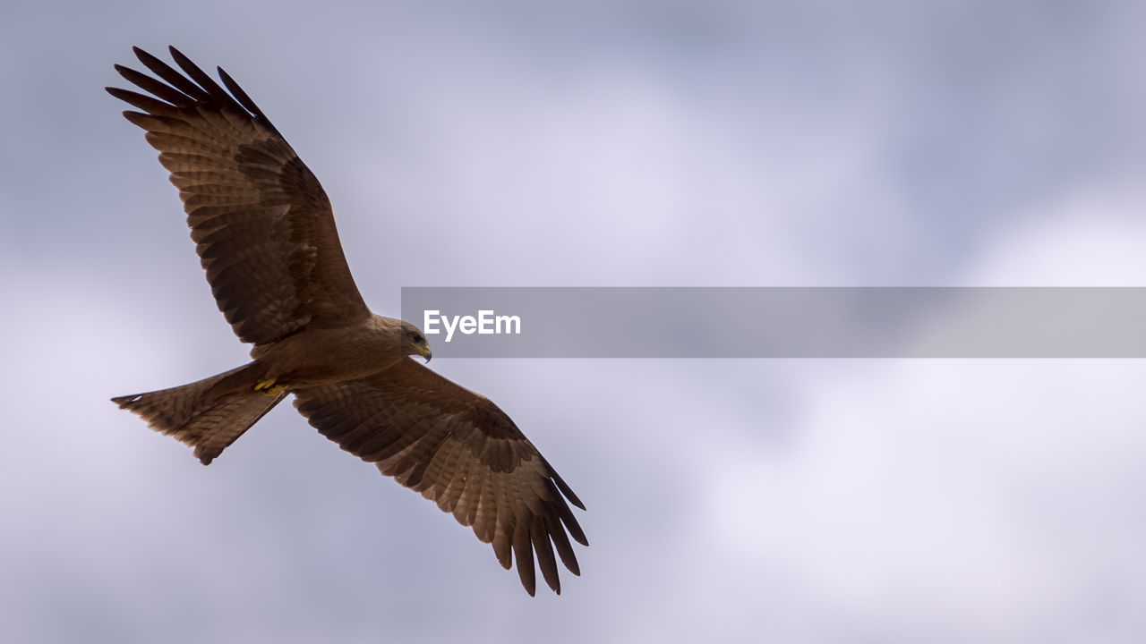 Low angle view of eagle flying against sky