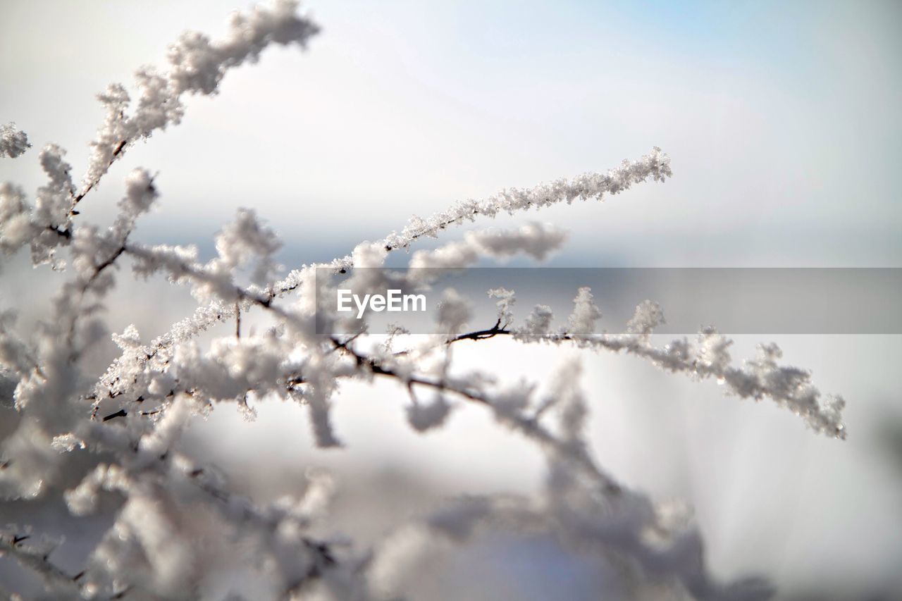 Low angle view of white flowers blooming in field