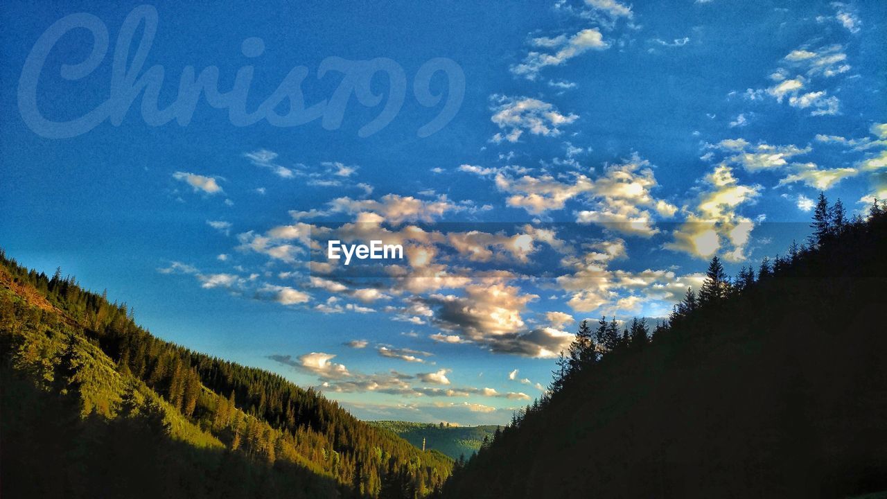 LOW ANGLE VIEW OF TREE AGAINST SKY