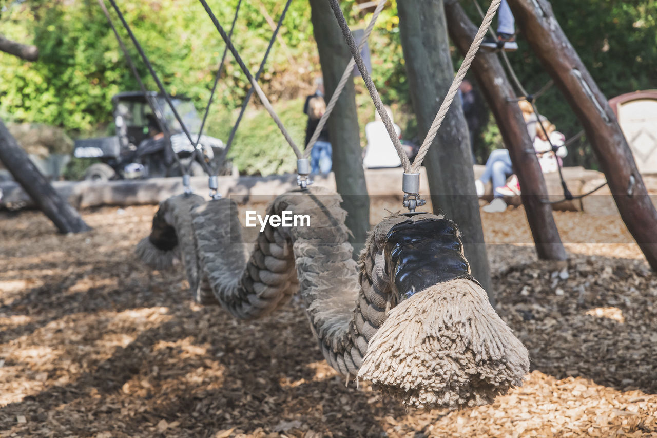 bird, nature, tree, day, plant, wildlife, animal, land, no people, tire, animal themes, vehicle, sunlight, outdoors, land vehicle, wheel, focus on foreground, soil, mammal, animal wildlife