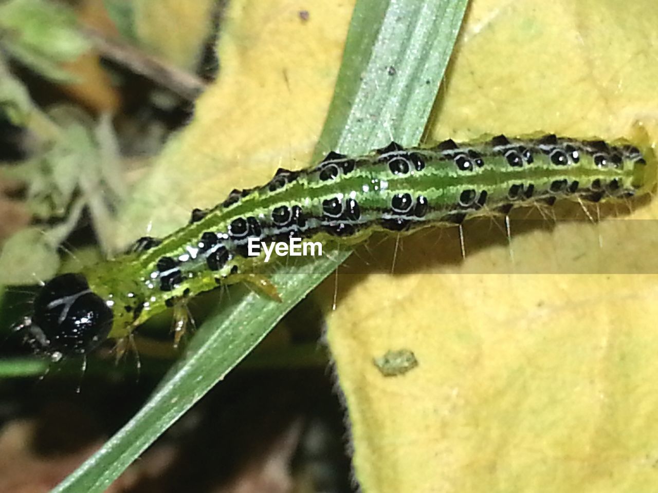 CLOSE-UP OF WATERDROPS ON LEAF