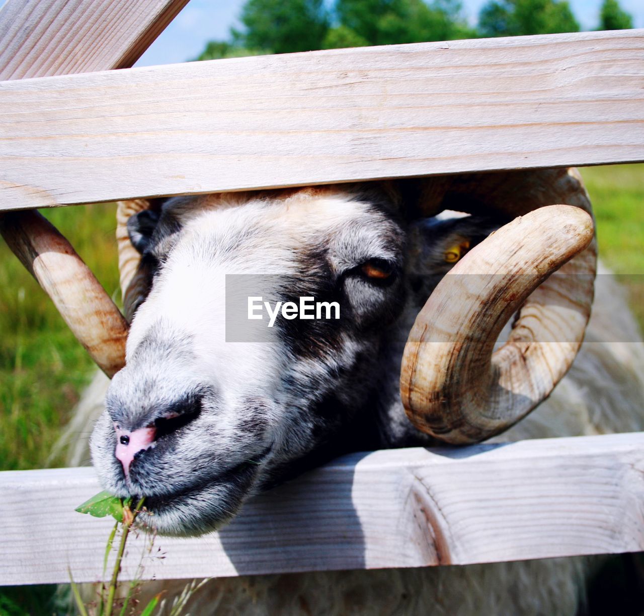 Close-up portrait of sheep eating plants by fence