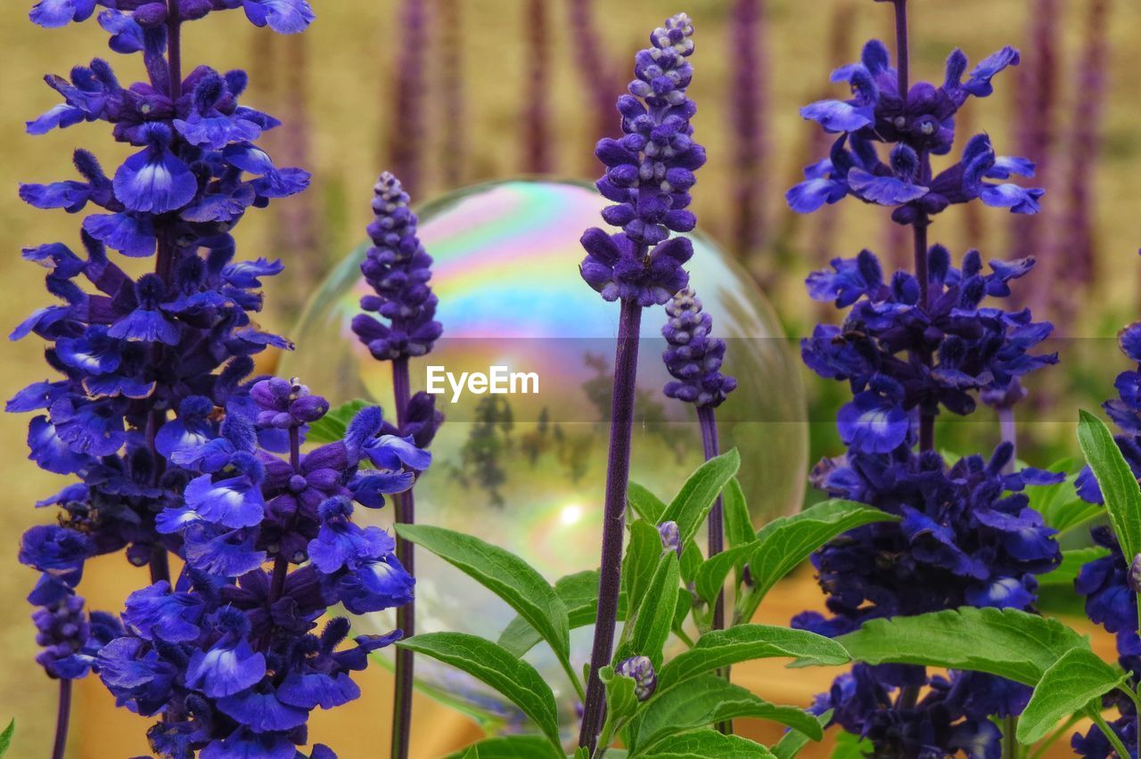 Close-up of purple flowering plants